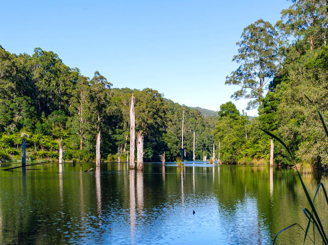 WHS Plus | Lake Elizabeth: Tranquil Lake in the Otways