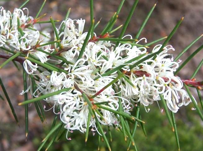 WHS Plus | Grampians Flora Botanic Garden: Visit the Grampians Flora Botanic Garden.
