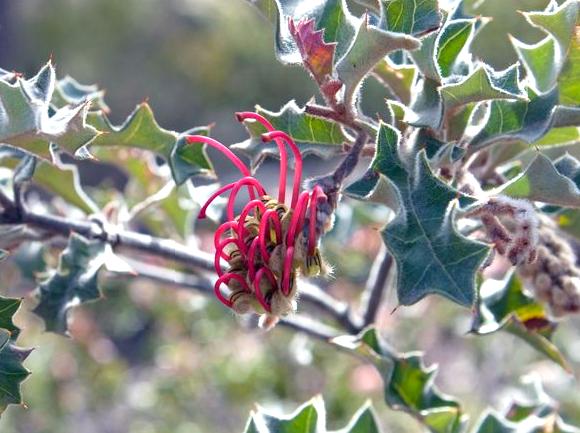 WHS Plus | Grampians Flora Botanic Garden: Visit the Grampians Flora Botanic Garden.