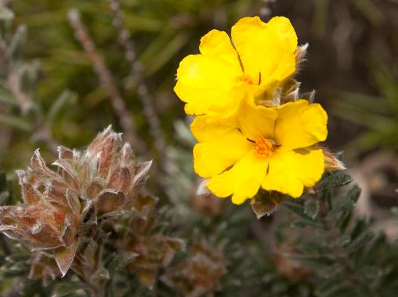WHS Plus | Grampians Flora Botanic Garden: Visit the Grampians Flora Botanic Garden.