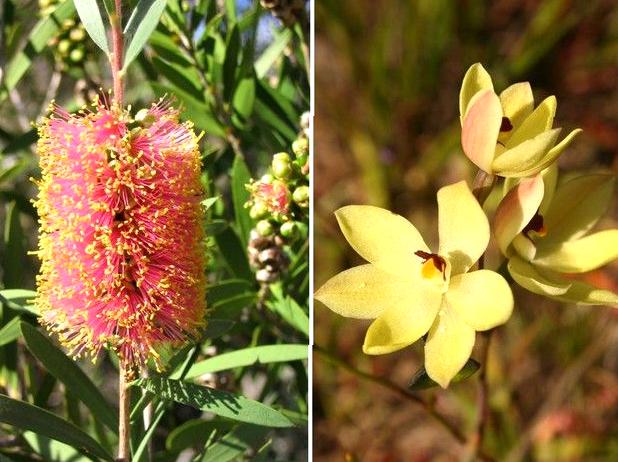 WHS Plus | Grampians Flora Botanic Garden: Visit the Grampians Flora Botanic Garden.