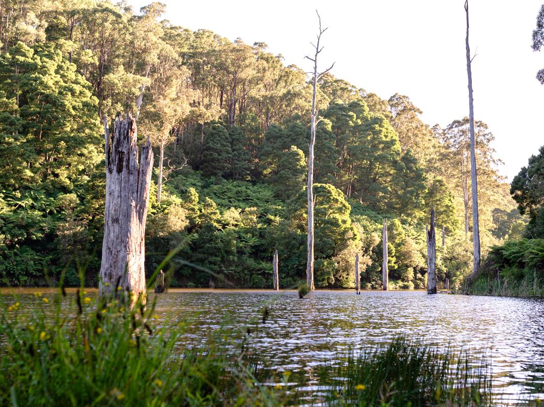 WHS Plus | Lake Elizabeth: Tranquil Lake in the Otways