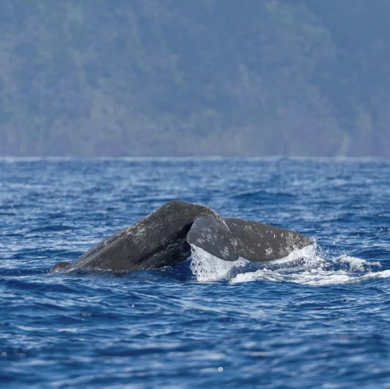WHS Plus | What’s the Best Time of Day to See Whales?