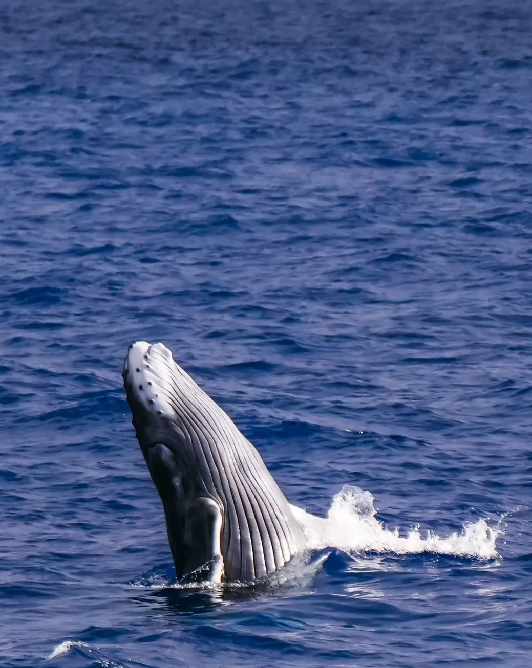 WHS Plus | What’s the Best Time of Day to See Whales?