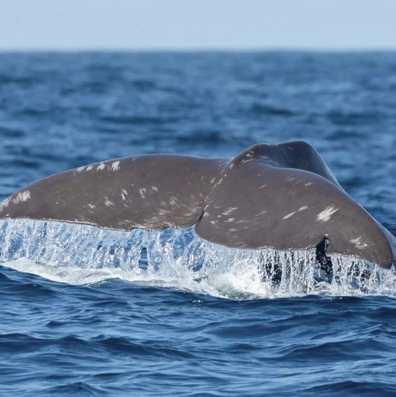 WHS Plus | What’s the Best Time of Day to See Whales?
