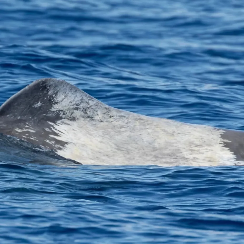 WHS Plus | What’s the Best Time of Day to See Whales?
