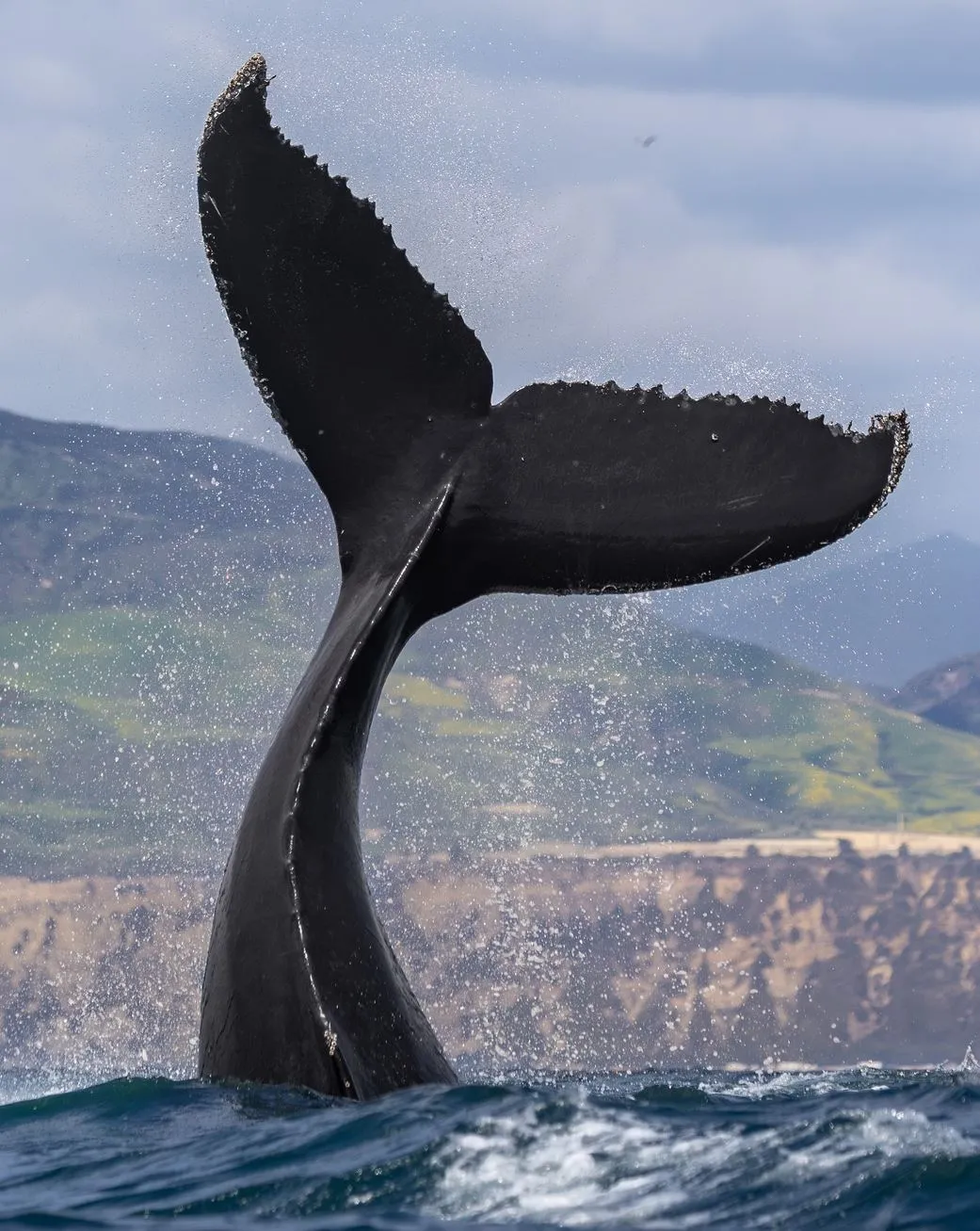 WHS Plus | What’s the Best Time of Day to See Whales?