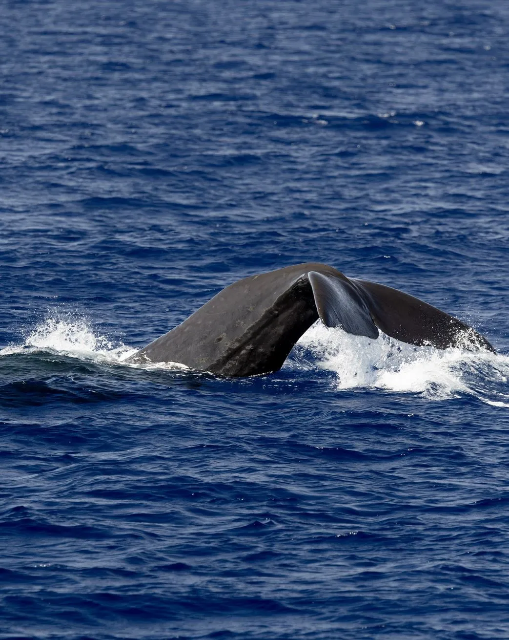 WHS Plus|What’s the Best Time of Day to See Whales?